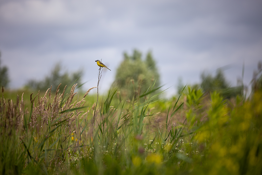 Beeldverslag Landgoed Kleine Vennep - Transformatie van het landschap"